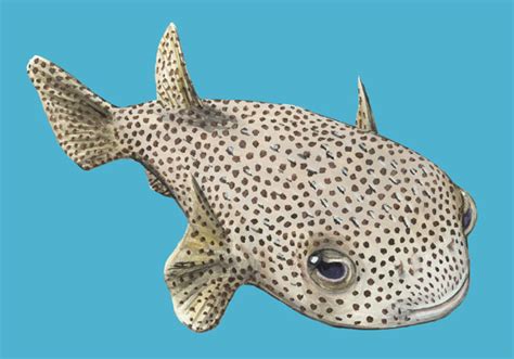 ADW: Diodon hystrix: INFORMATION.